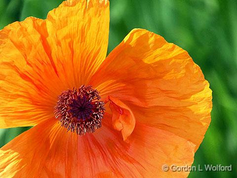Orange Poppy Flower_DSCF03288.jpg - Photographed at Ottawa, Ontario, Canada.
